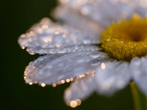 Makro fotografija cvetačnega riža