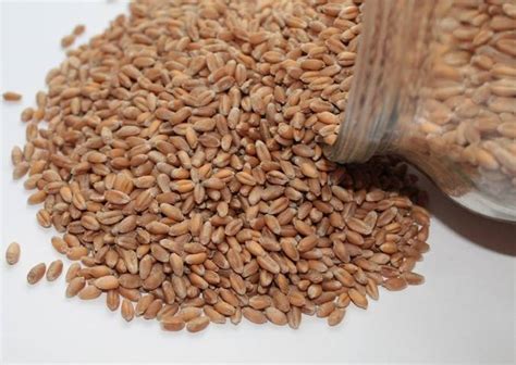 Različna semena in žita za solate