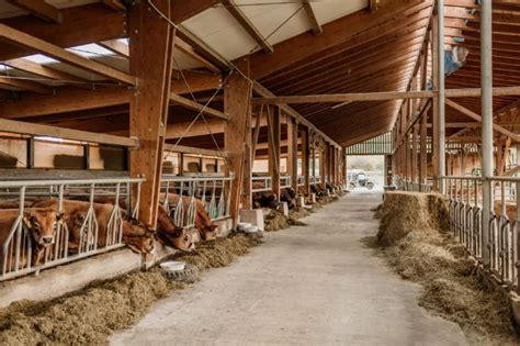 Fotografija farme rac in gosk