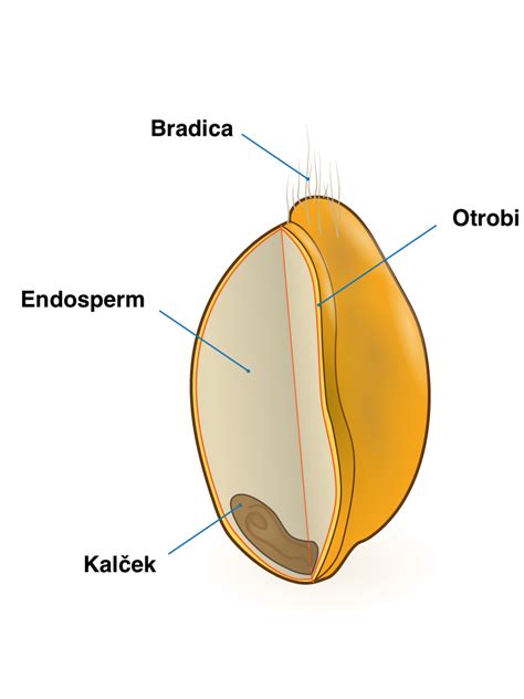 prikaz prerezanega pšeničnega zrna z označenimi deli: ovojnica, endosperm in kalček
