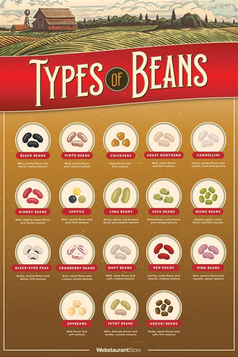 Infographic on different types of beans used in chili