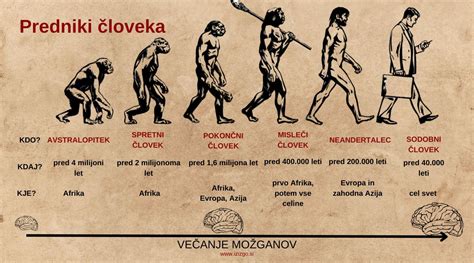 Zgodovina in razvoj rdeče pese: od divjega prednika do sodobnih sort (infografika)