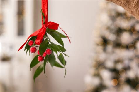 Mistletoe hanging