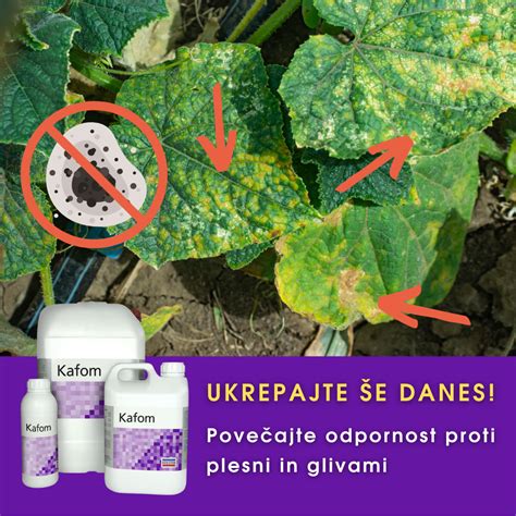 Shema, prikaz genske modifikacije rastline za odpornost na škodljivce