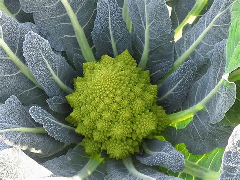 Zelena cvetača ali broccoflower in oranžna cvetača kot primer genetske mutacije, ki vpliva na barvo. Zraven fotografije, ki prikazuje povprečno težo cvetače