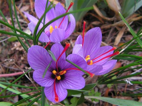 Fotografija rastline žafrana (Crocus sativus) s cvetovi in stigmate