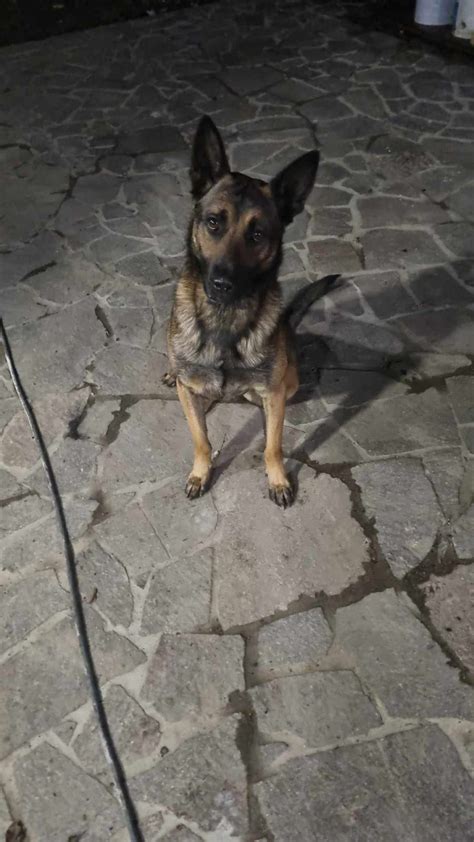 slika belgijskega vaflja
