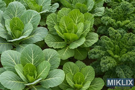 Fotografija vrta z različnimi vrstami ohrovta v različnih fazah rasti