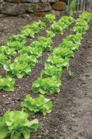 Shema setve in presajanja zimske solate z upoštevanjem razdalj in faz rasti.