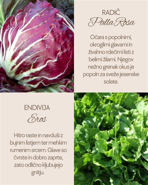 Primer sadilne posode z mladimi sadikami solate po pikiranju.