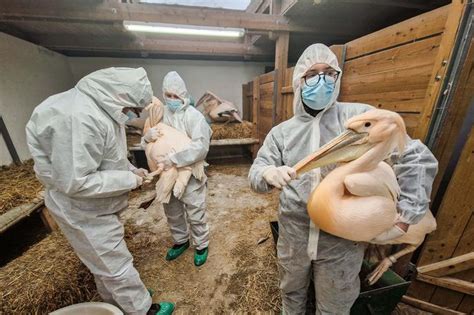 fotografija veterinarja med pregledom v obratu za predelavo perutnine