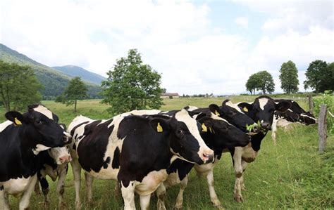 fotografija perutninske farme v Sloveniji