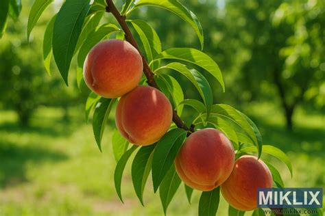 Zrele breskve za marmelado
