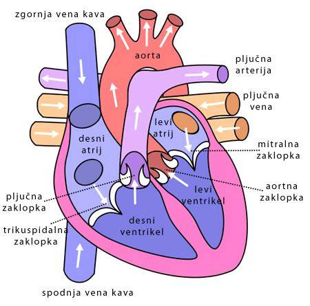 Infografika s prikazom vpliva borovnic na cirkulacijo in žilni sistem