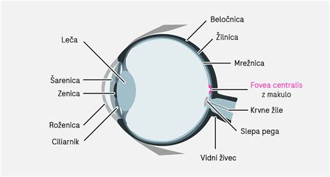 Shema delovanja antioksidantov na mrežnico očesa