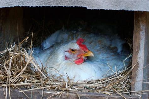 Thematic photo of a broody hen on a nest