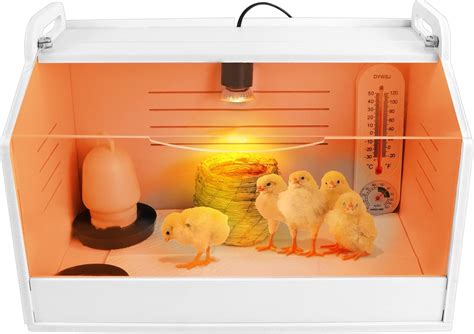 Photo of young chicks in a brooder with a heat lamp