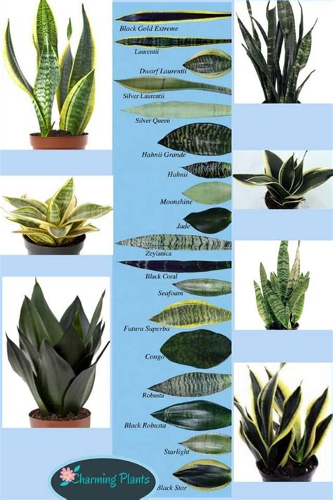 Infographic showing different types of Sansevieria plants with their names and characteristics.