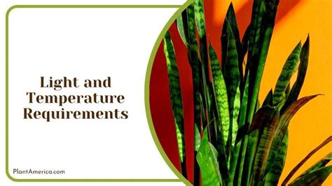 Diagram illustrating the optimal light and temperature conditions for Sansevieria.