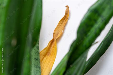 Image demonstrating how to prune yellowed leaves from a Sansevieria plant.