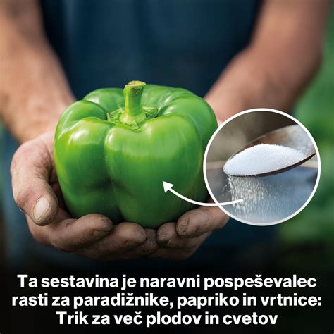 prikaz kapljičnega namakanja pri papriki in uporaba zastirke za ohranjanje vlage