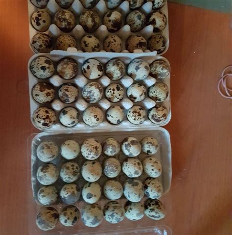 primerjava velikosti: 4 do 5 prepeličjih jajc ob enem kokošjem jajcu