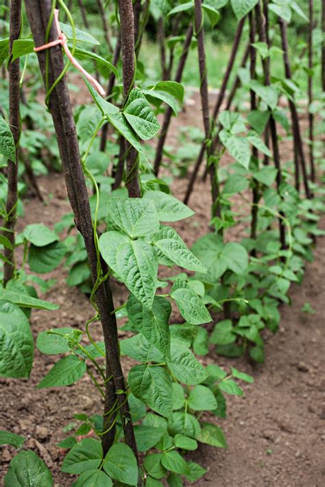 Thematic photo of bean plants growing on poles