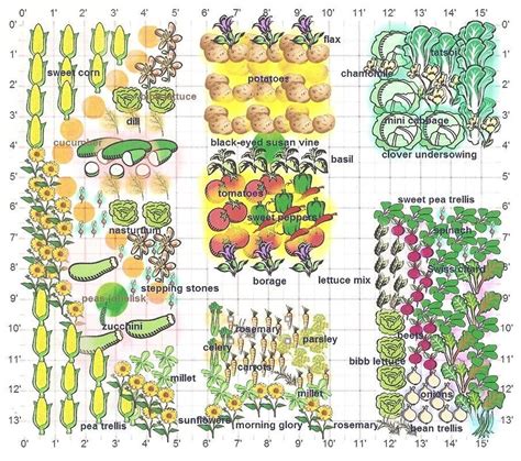 Diagram showing bean planting layout with supports and companion plants