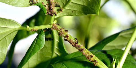 Photo of common bean pests (aphids, slugs)