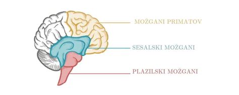 Infografika: Hranilne vrednosti rib in njihov vpliv na razvoj ploda (možgani, kosti, vid)