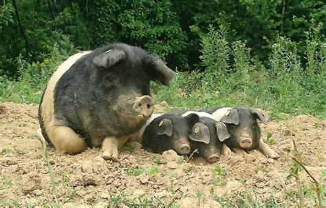 fotografija krškopoljskih prašičev na paši