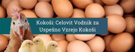 Infografika: Prikaz različnih načinov reje kokoši (prosta, talna, pašna, ekološka) in njihov vpliv na kakovost jajc.