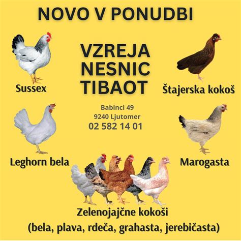 Infografika o različnih tipih reje kokoši nesnic