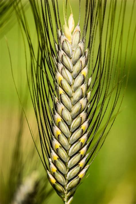Vizualizacija zrn pire (Triticum dicoccum ali Triticum spelta)