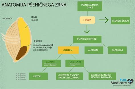 Tematska fotografija pšeničnega polnozrnatega zrna in moke