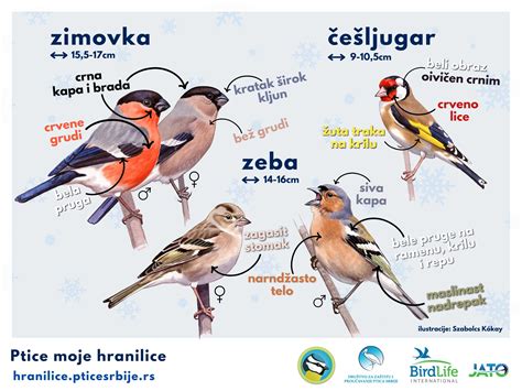 ilustracija postrvi, ki se filira z ostrim nožem