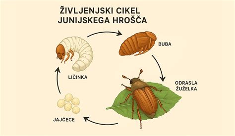 Infografika: življenjski cikel salmonele