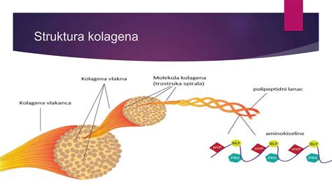 Infografika: Struktura kolagena in njegov pomen za telesna tkiva