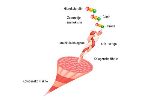 Shema: Razporeditev različnih tipov kolagena v človeškem telesu