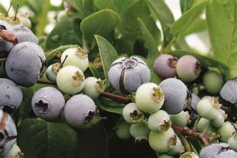 Fotografija svežih ameriških borovnic s poudarkom na njihovi barvi in obliki.