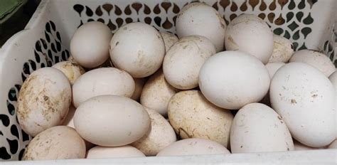 Skuhana račja jajca balut, pripravljena za uživanje