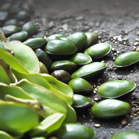Thematic photo of black beans and griffonia seeds