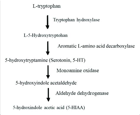 Infographics on the serotonin synthesis pathway from 5-HTP