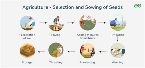 Infographics on selecting healthy potato seeds