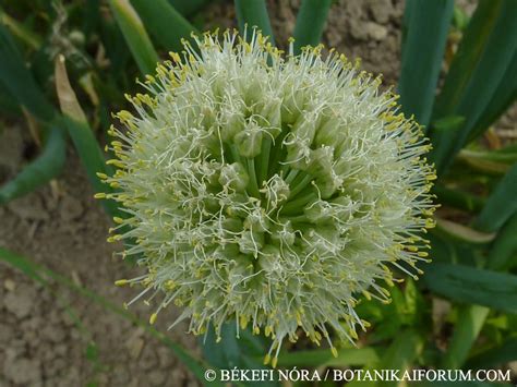 Ilustracija stoletne čebule (Allium fistulosum) z zelenimi stebli in cvetovi na vrhu