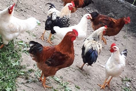 Ilustracija srečne kokoši na zelenem dvorišču