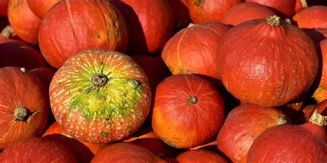 Ilustracija sveže buče in začimb, ki se pripravljajo za juho