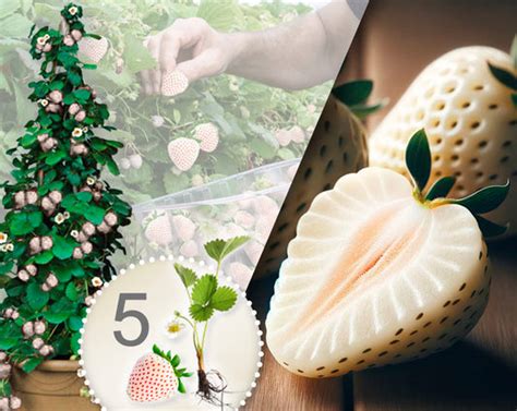 shema sajenja sadik jagod z navedenimi razdaljami