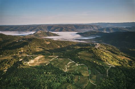 Fotografija vinograda na Krasu z rdečo zemljo