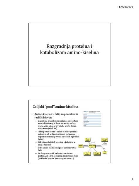 infografika: razgradnja histamina v telesu